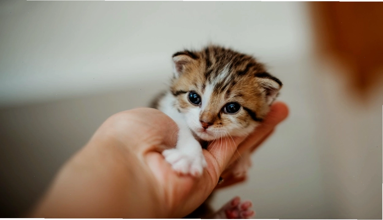Mèo mẹ tỏ ra mệt mỏi sau khi sinh con đầu lòng