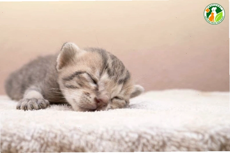 Mèo mẹ và một chú mèo con duy nhất sau khi sinh
