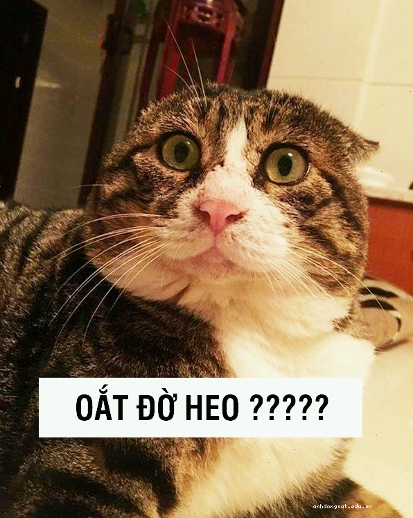 Mèo meme bị bắt quả tang đang làm điều gì đó