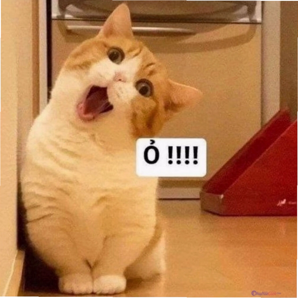 Mèo meme đang đòi ăn