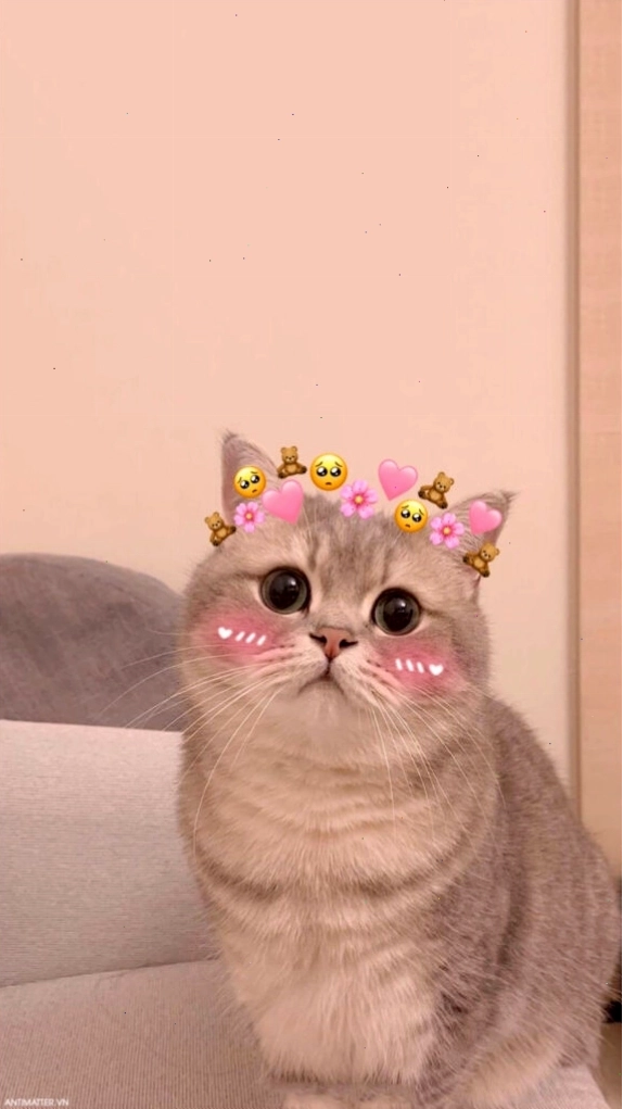 Mèo meme đang ngủ