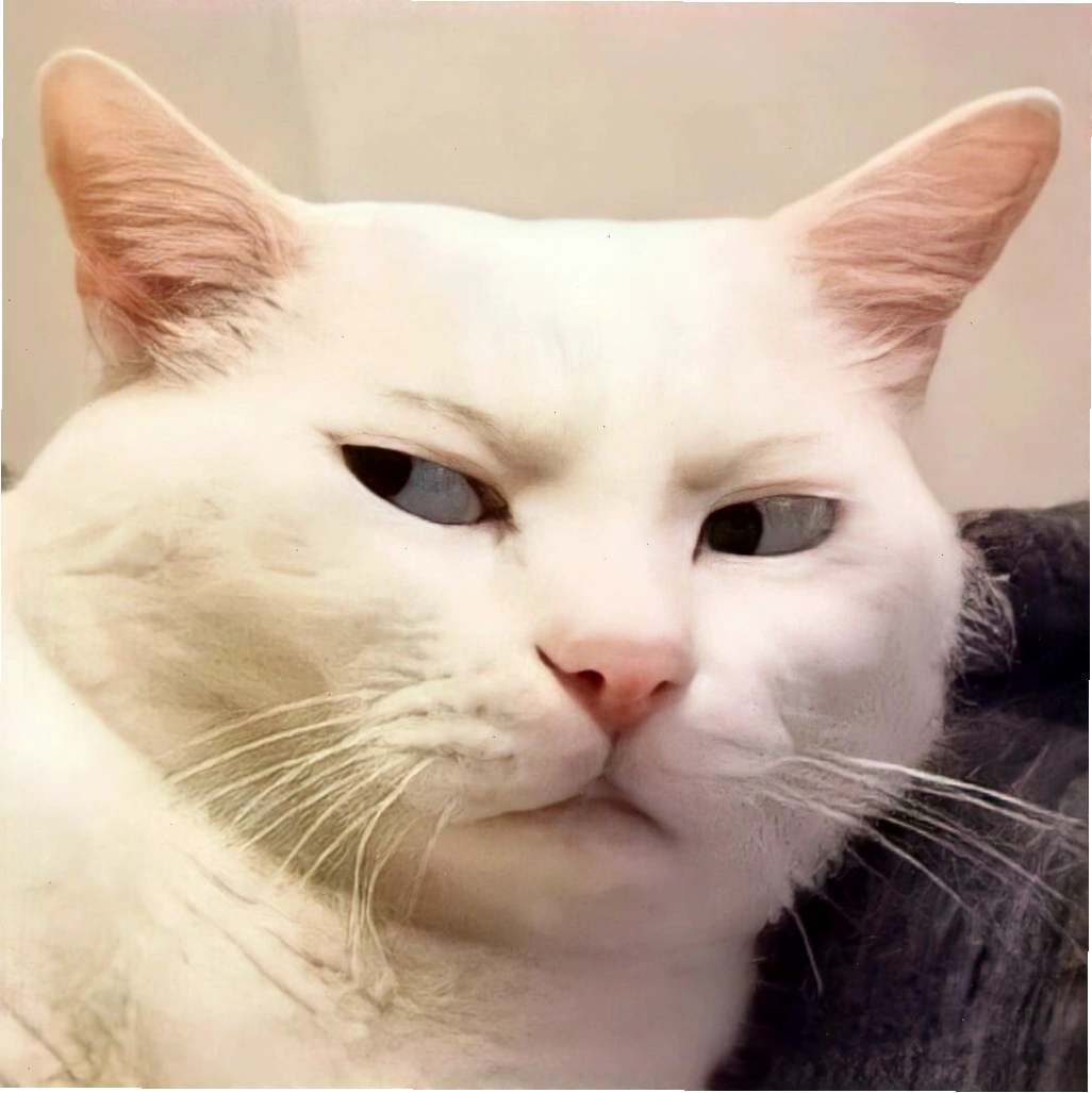 Mèo meme đang nhìn chằm chằm