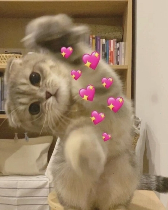 Mèo meme dễ thương