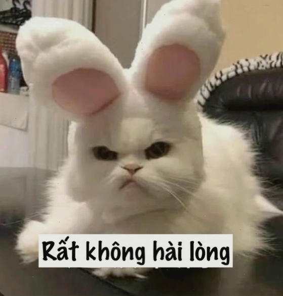 Mèo meme giận dỗi