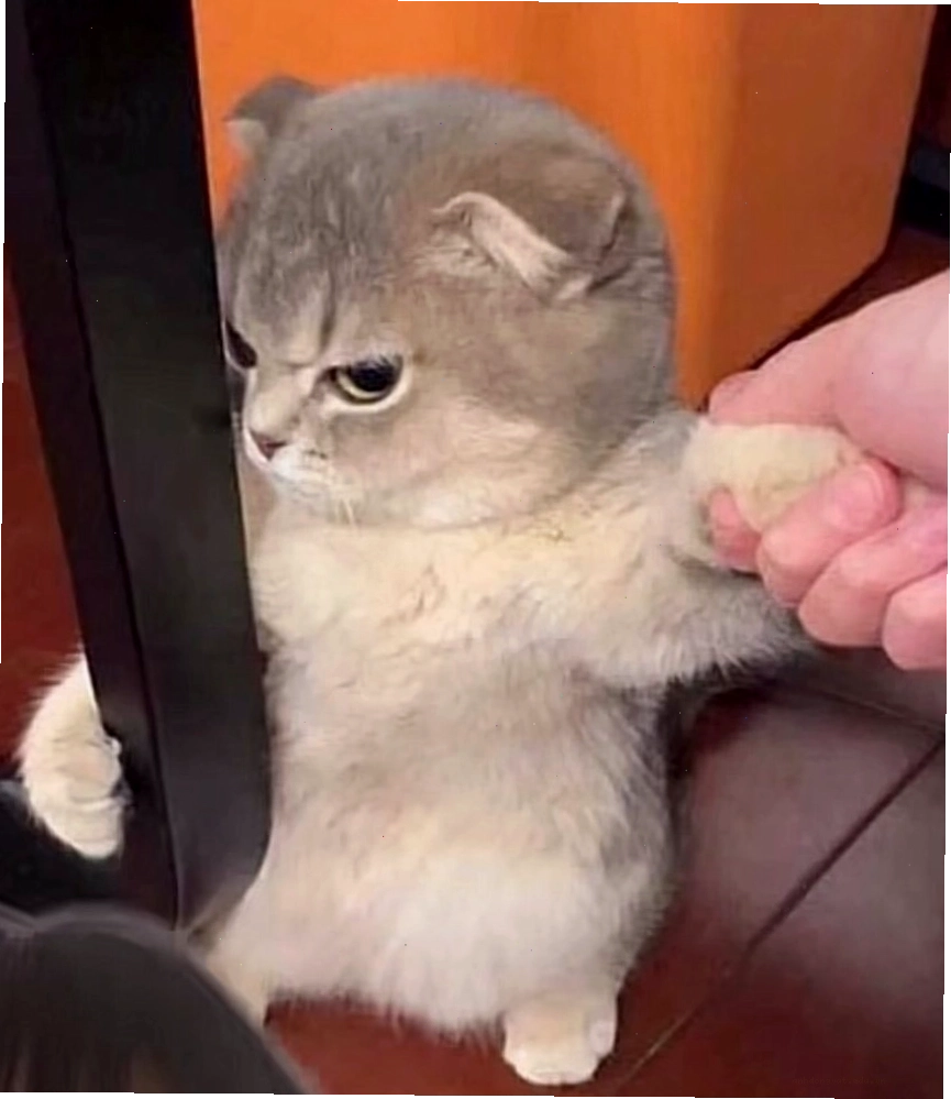 Mèo meme mặt đơ