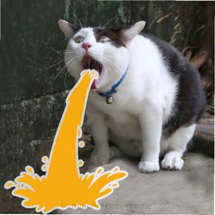 Mèo meme với ánh mắt ngây thơ