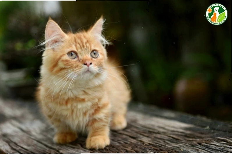 Mèo Munchkin với đôi chân ngắn đáng yêu đang chơi đùa