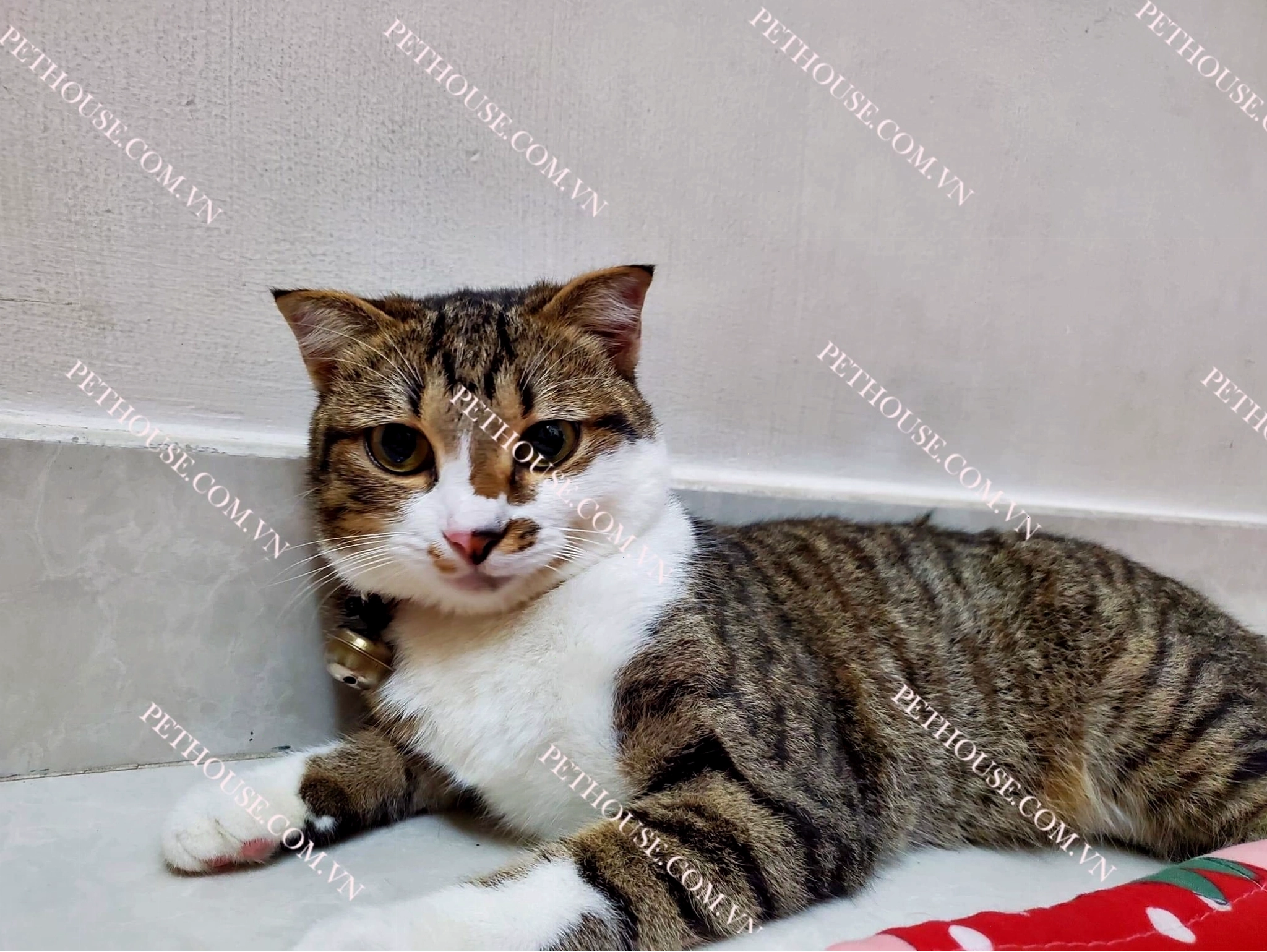 Mèo mướp dễ thương