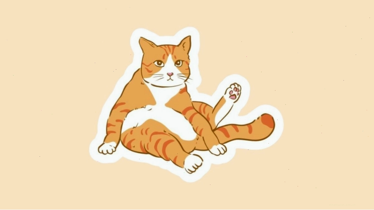 Mèo nhìn chăm chú