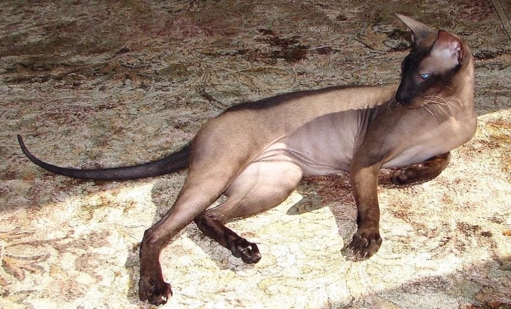 Mèo Peterbald thanh lịch