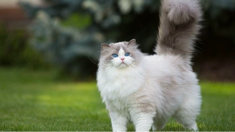 Mèo Ragdoll với vẻ ngoài dịu dàng và đôi mắt xanh biếc