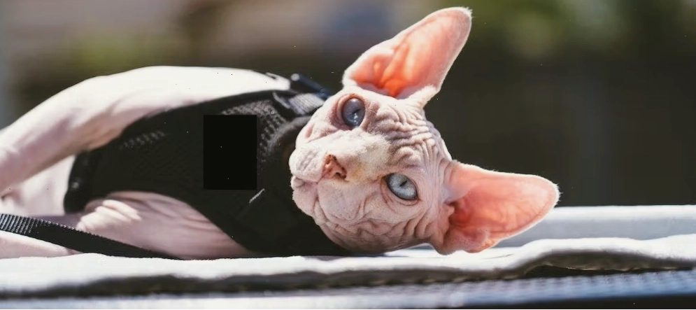 Mèo Sphynx được quấn khăn ấm áp