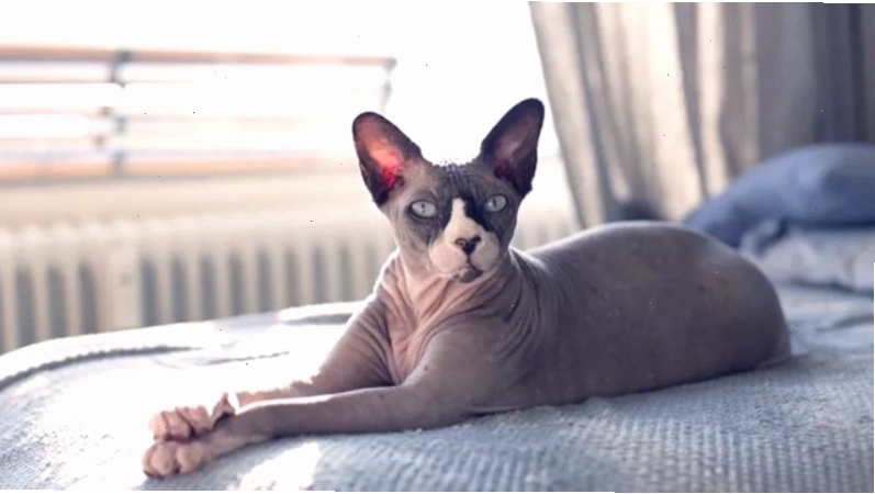 Mèo Sphynx không lông với làn da nhăn nheo độc đáo