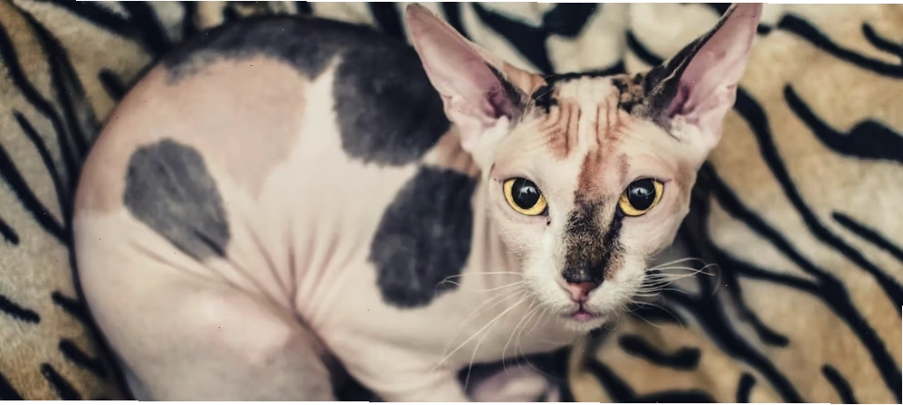 Mèo Sphynx tam thể