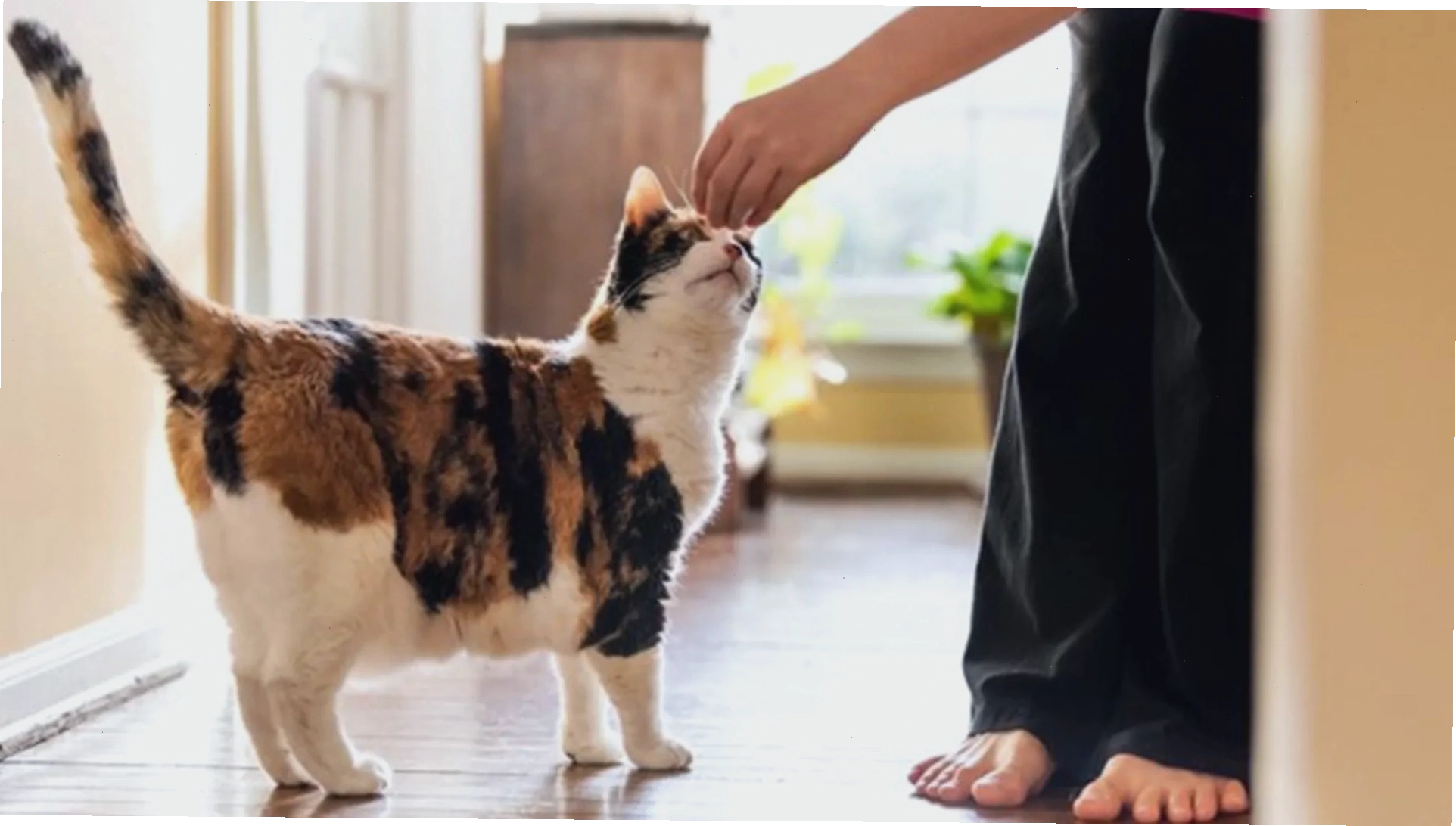 Mèo tam thể tò mò nhìn vào tay chủ với đuôi hơi cong