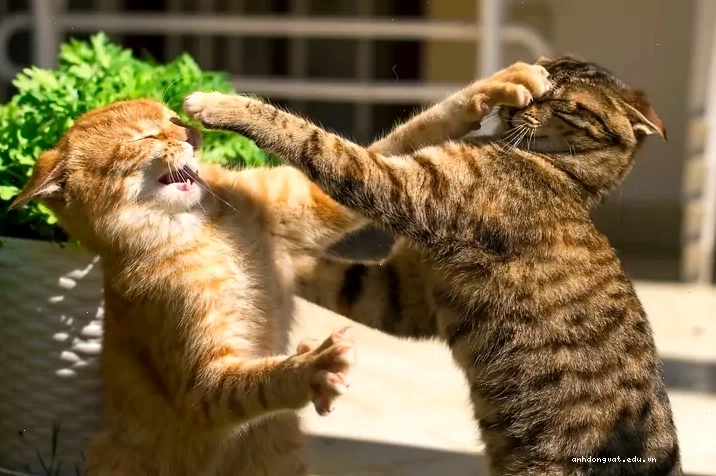Mèo và chó có thể trở thành bạn bè nếu được chăm sóc đúng cách