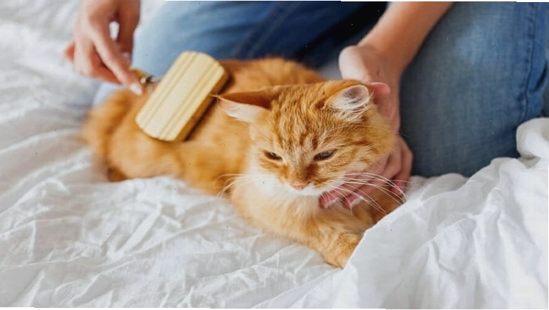 Mèo vàng với bộ lông màu vàng óng ả