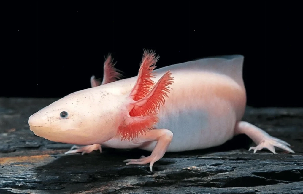 Môi trường sống sạch sẽ là yếu tố then chốt khi nuôi Axolotl