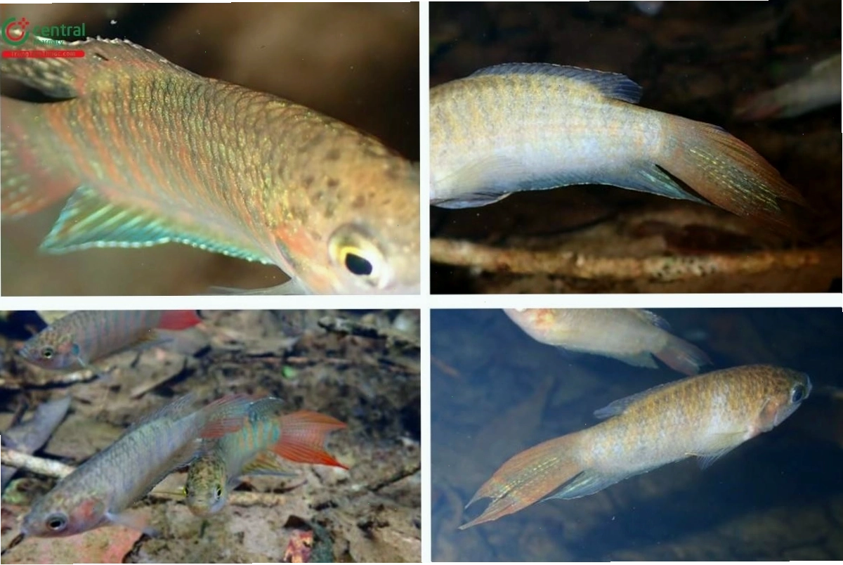 Món ăn chế biến từ cá săn sắt