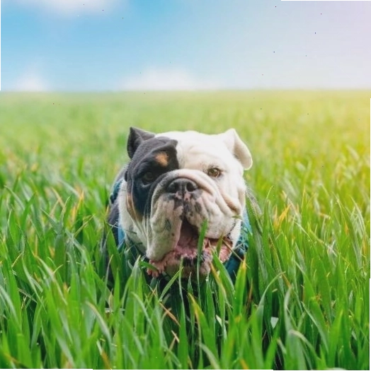 Một chú chó Bulldog đang nằm thư giãn trên sàn