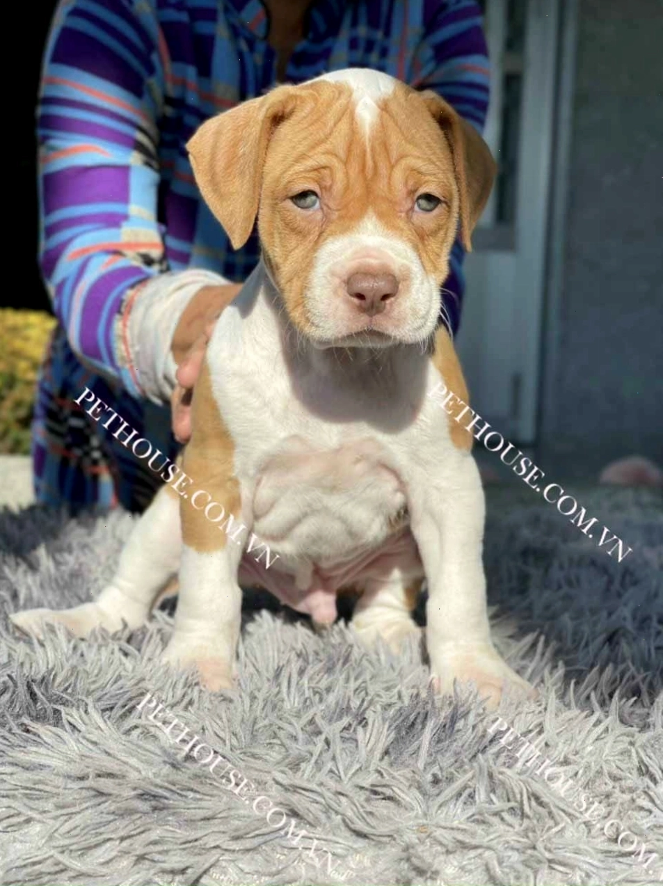 Một chú chó Pitbull con