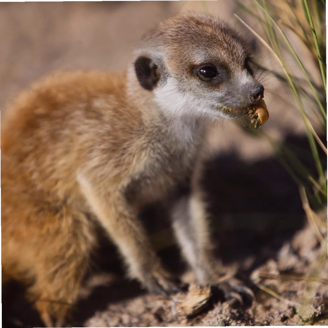 Một chú chồn đất Meerkat con đang thưởng thức thức ăn