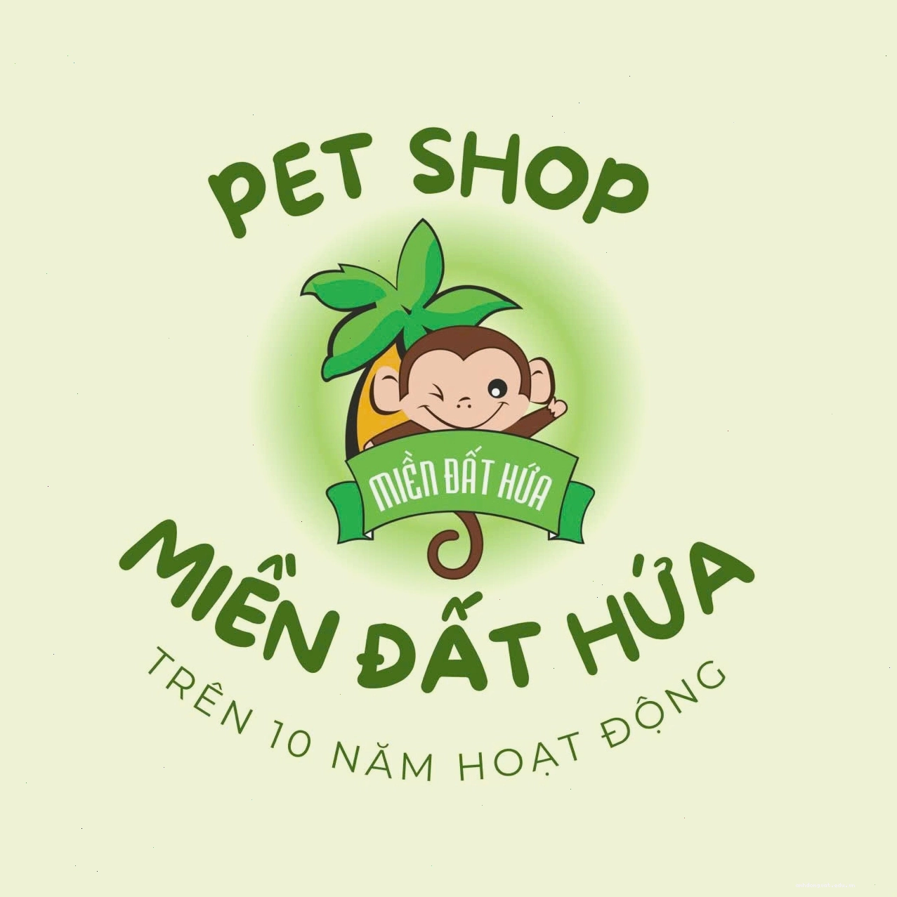 Một chú chuột lang Mỹ với bộ lông màu trắng muốt