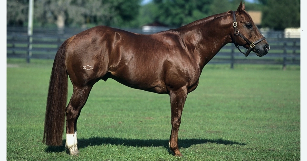 Một chú ngựa Quarter Horse màu Chestnut đang đứng trong trang trại
