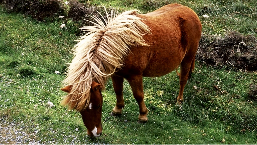 Một chú Shetland Pony dũng mãnh đứng trên đỉnh đồi ở Foula