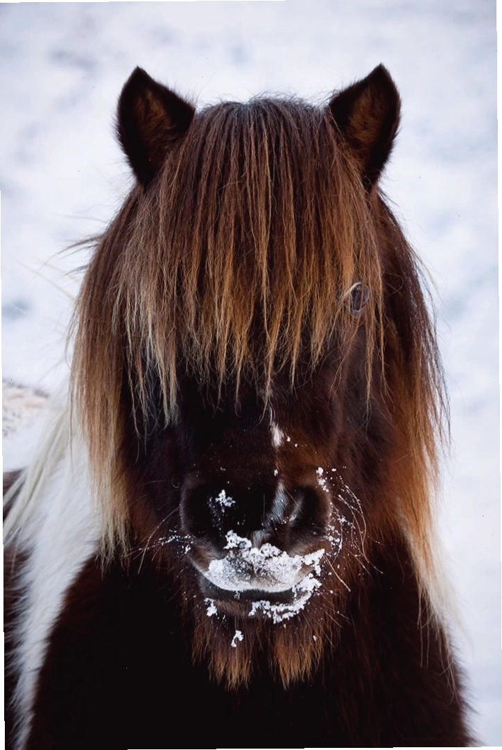 Một chú Shetland Pony với chiếc mũi lạnh ướt át đáng yêu
