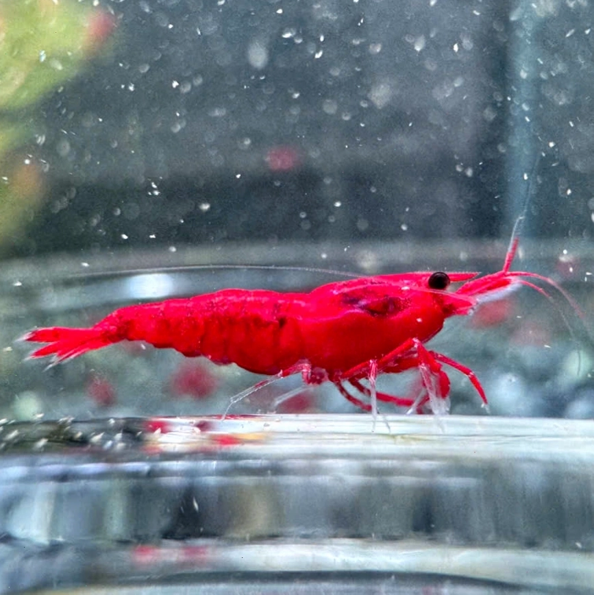 Một chú tép đỏ Fire Red đang di chuyển trên nền cát