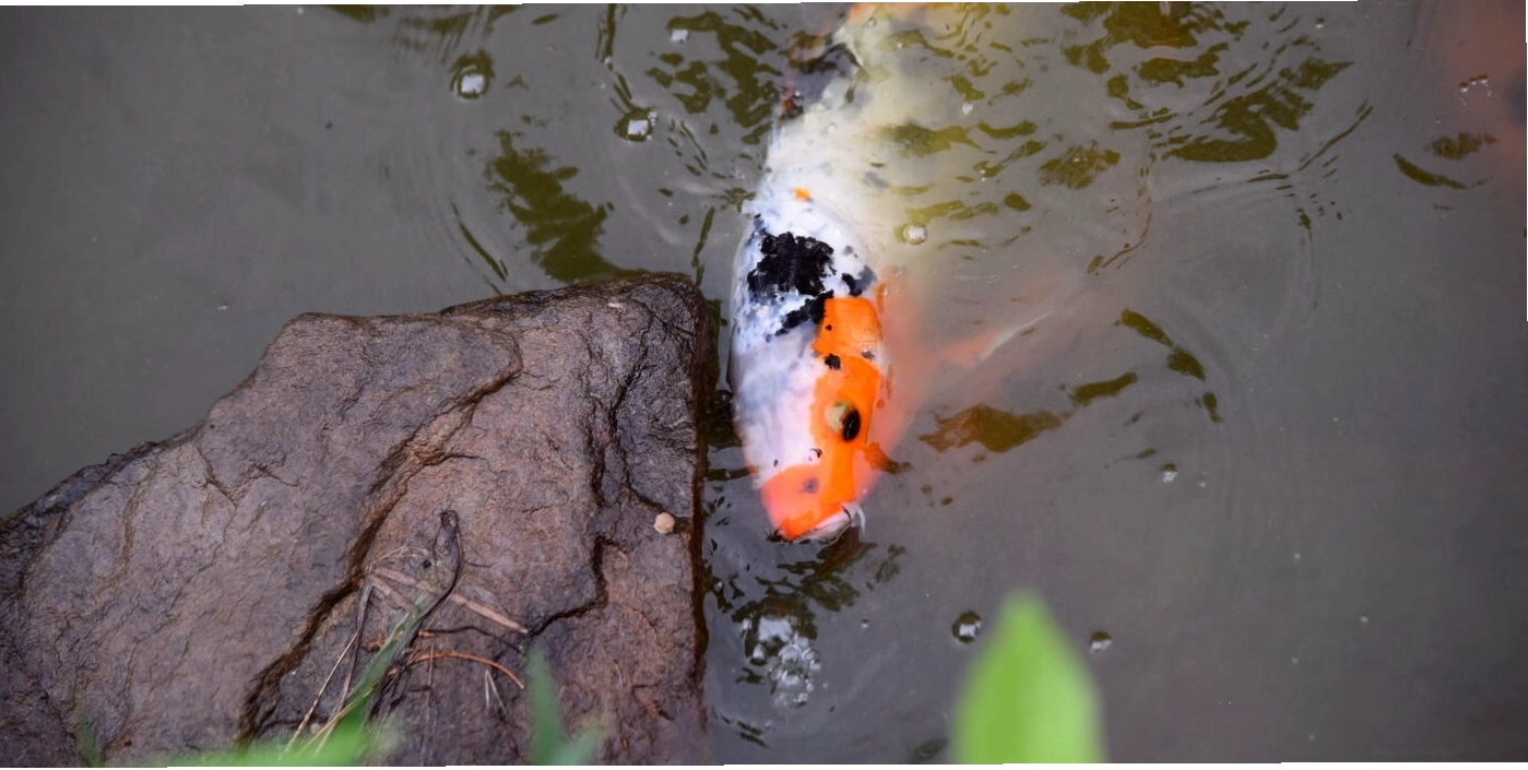 Một con cá koi Nhật Bản màu cam và trắng đang bơi trong hồ