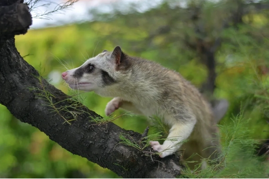 Một con cầy civet (civet cat) có ngoại hình giống chồn đang leo cây