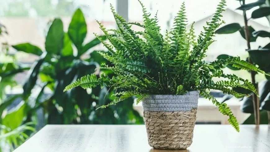 Một góc bể nuôi rùa với cây thủy sinh và các vật dụng trang trí