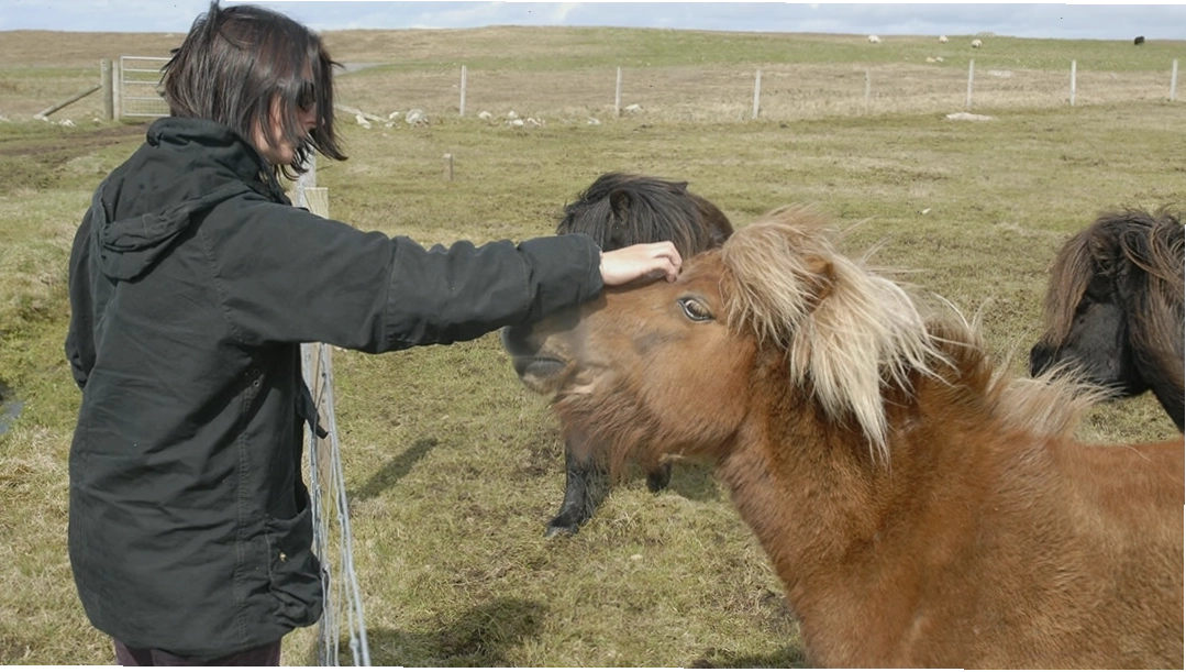 Một người đang âu yếm vuốt ve một chú Shetland Pony thân thiện