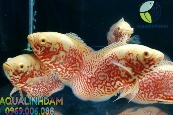 Mua cá tai tượng châu Phi albino tại các cửa hàng uy tín để đảm bảo chất lượng