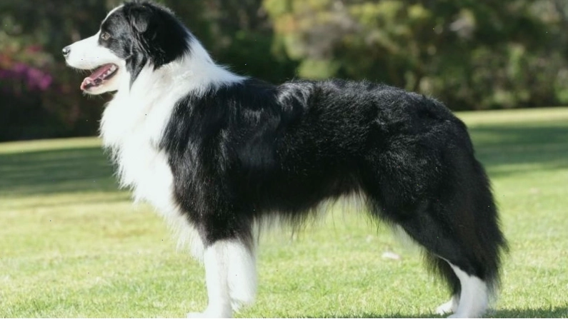 Ngoại hình cân đối và bộ lông đa dạng của chó Border Collie
