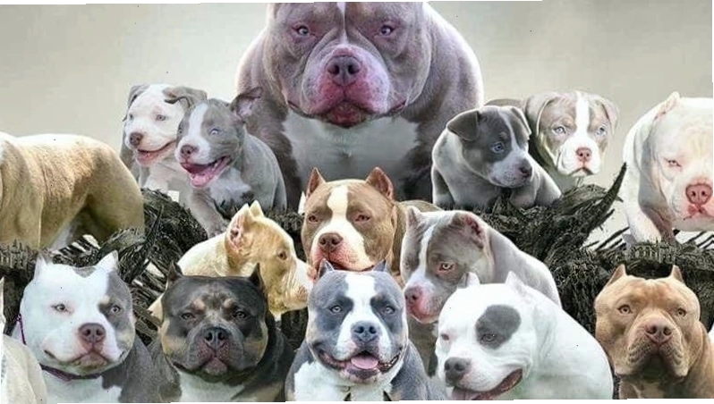 Ngoại hình vạm vỡ nhưng tính cách hiền lành của chó Bully