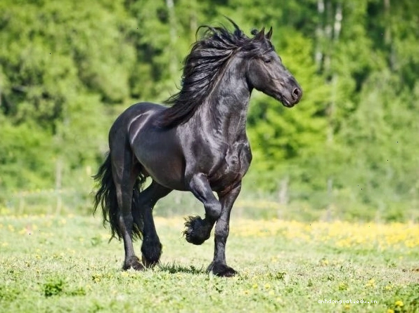 Ngựa Friesian dũng mãnh trong khung cảnh thiên nhiên