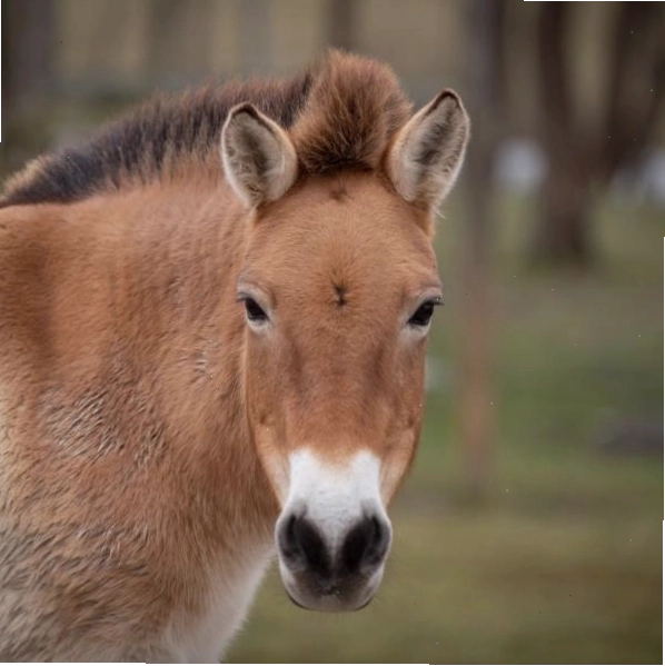 Ngựa hoang Przewalski với bộ lông màu nâu vàng đặc trưng và bờm ngắn
