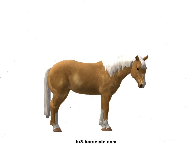 Ngựa Quarter Horse màu Copper Palomino óng ánh