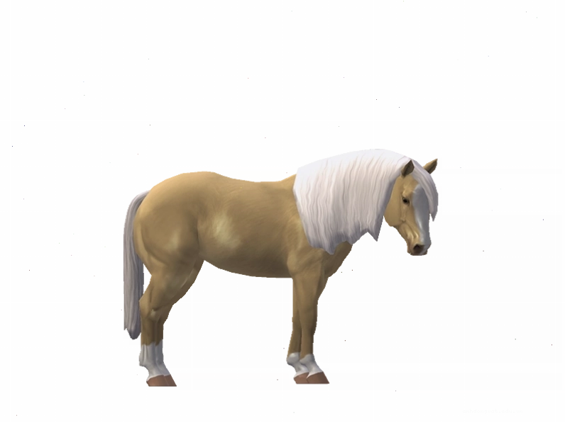 Ngựa Quarter Horse màu Cream Pearl với vóc dáng cân đối