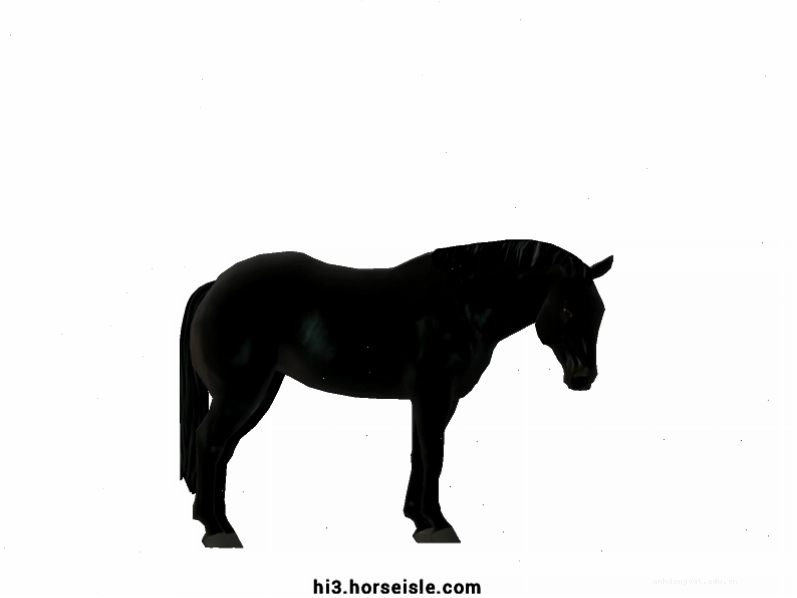 Ngựa Quarter Horse màu Ebony Black uy nghiêm