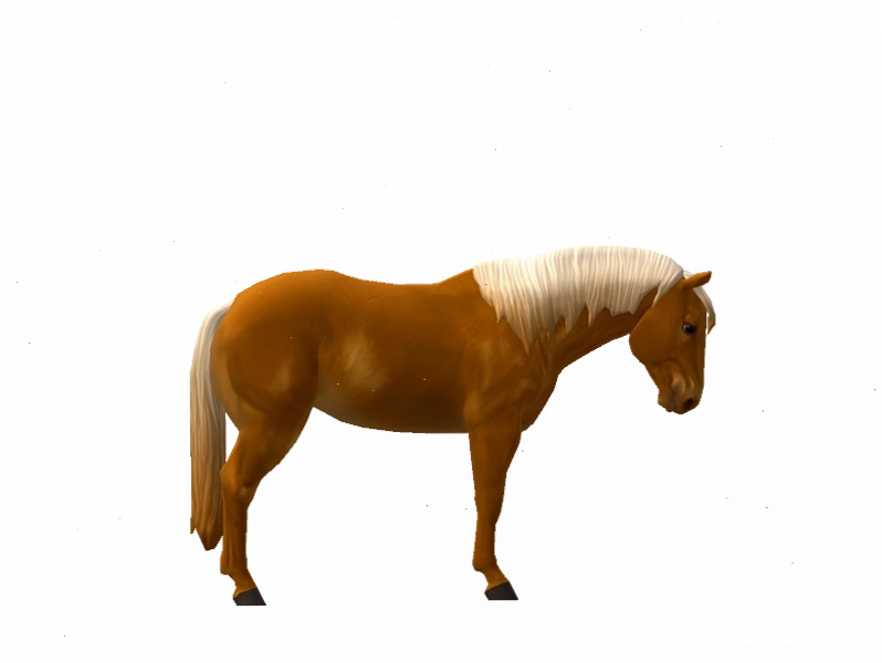 Ngựa Quarter Horse màu Flaxen Bright Chestnut đang chuẩn bị chạy
