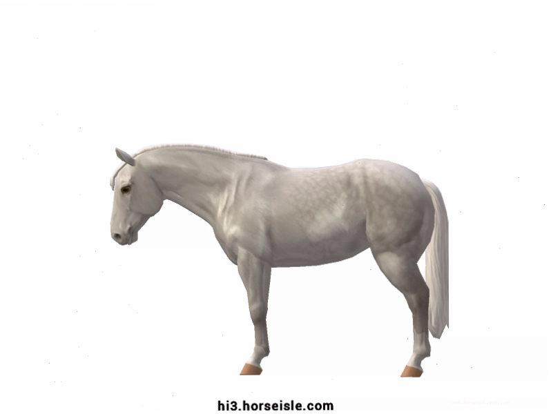 Ngựa Quarter Horse màu Grey với cơ bắp săn chắc