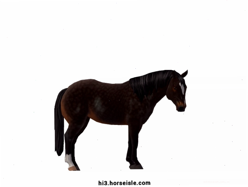 Ngựa Quarter Horse màu Seal Brown với vóc dáng cân đối