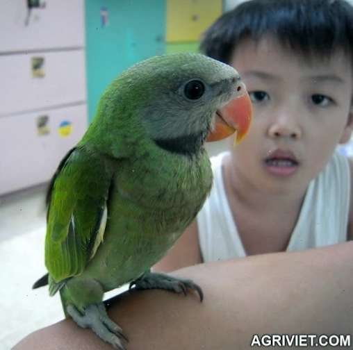 Người chơi tương tác với vẹt ngực hồng