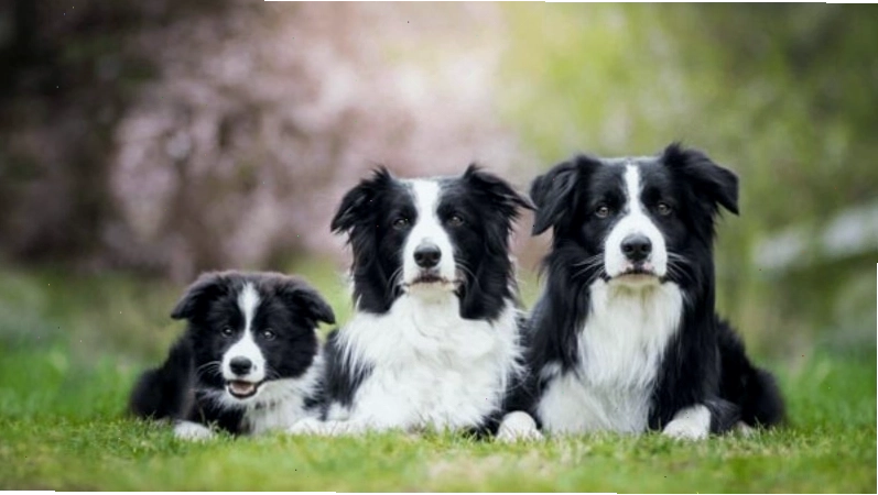 Nguồn gốc chó Border Collie từ vùng biên giới Anh và Scotland