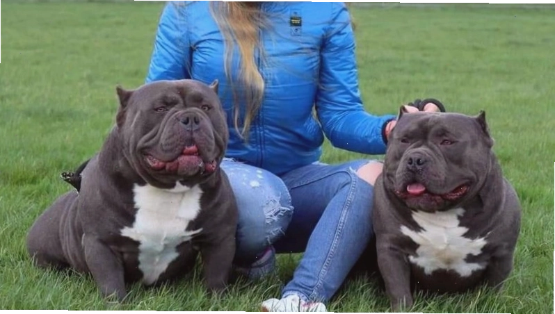 Nguồn gốc chó Bully là sự lai tạo giữa Pitbull và Bulldog
