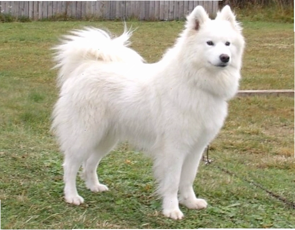 Nguồn gốc chó Samoyed